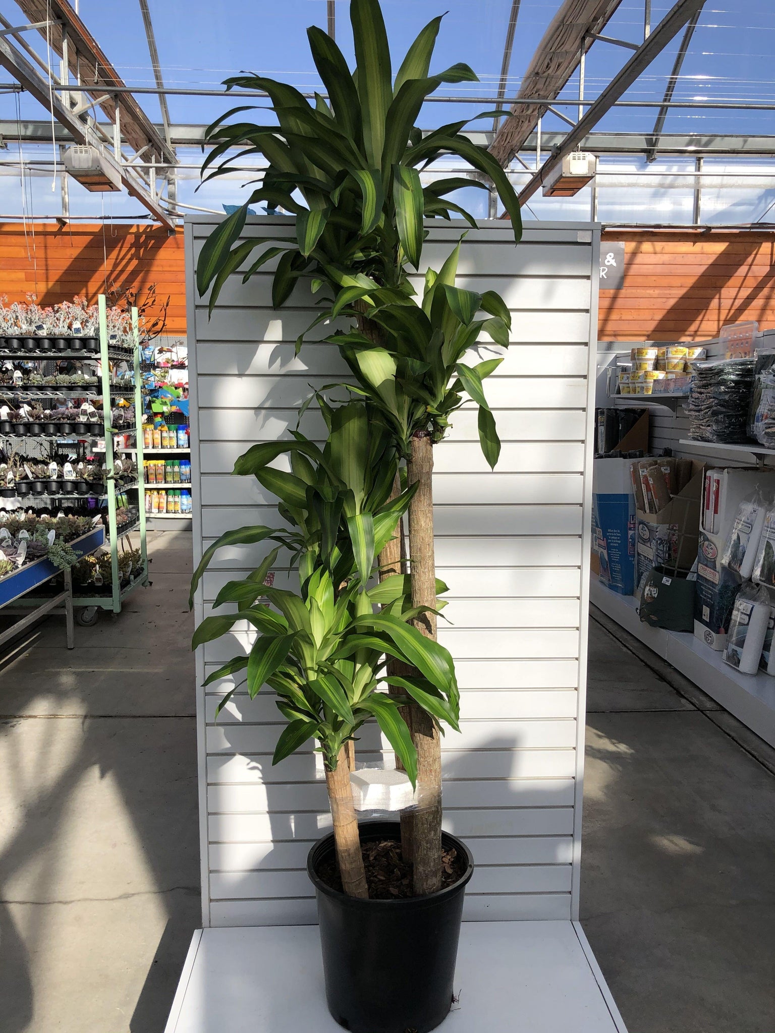 dracaena mass cane toxic to dogs Dracaena, 14in, Mass Cane 5/4/3/2 – Floral Acres Greenhouse & Garden Centre