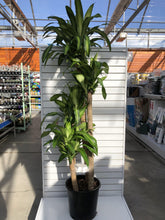 Load image into Gallery viewer, Dracaena, 14in, Mass Cane 5/4/3/2 - Floral Acres Greenhouse &amp; Garden Centre
