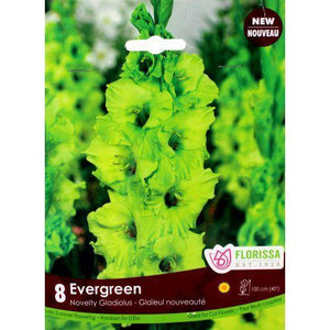 Gladiolus, Novelty - Evergreen Bulbs, 8 Pack - Floral Acres Greenhouse & Garden Centre