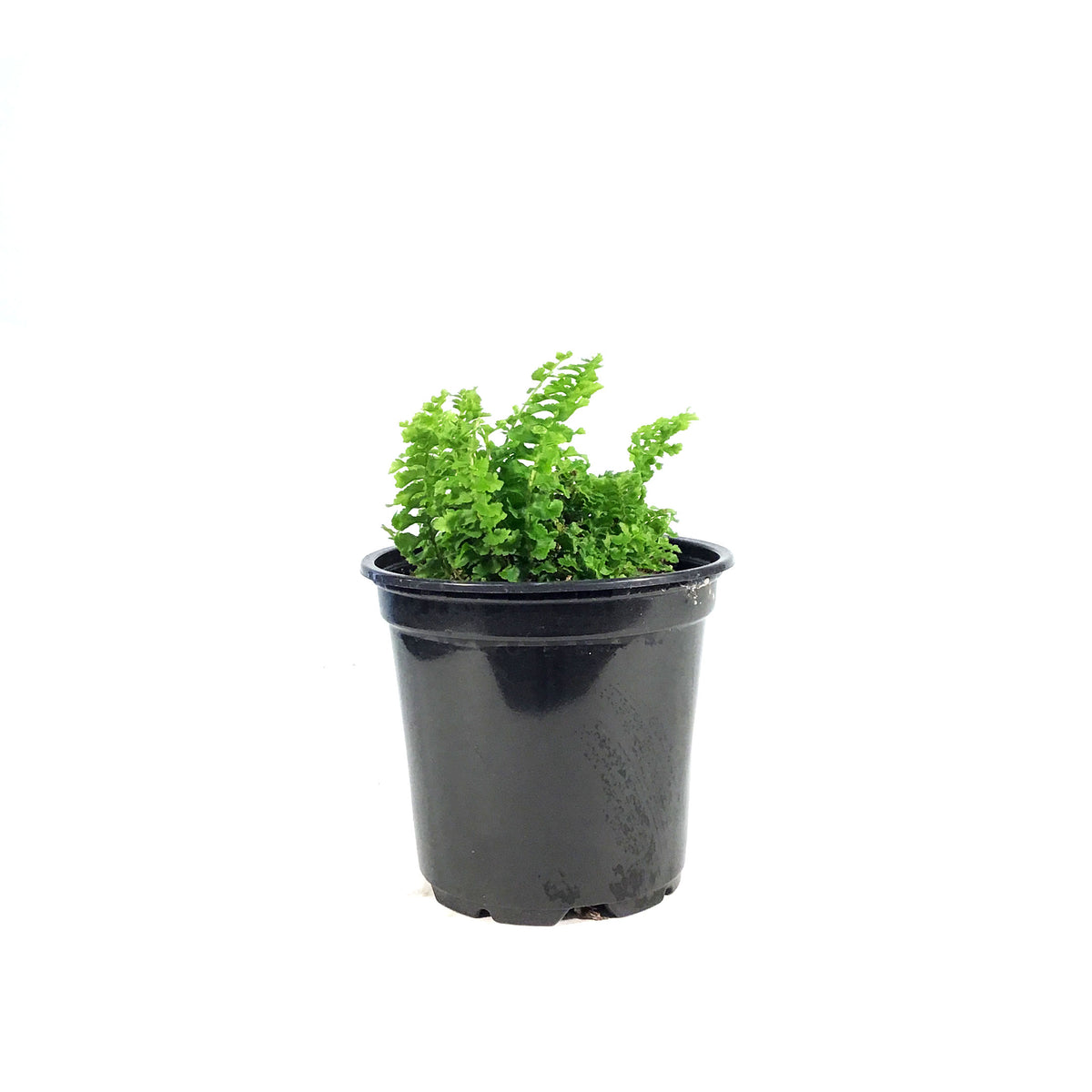 Fern, 4in, Boston Fluffy Ruffles