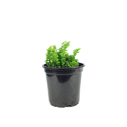 Fern, 4in, Boston Fluffy Ruffles