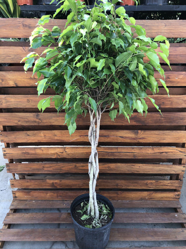 Ficus, 10in, Benjamina Braid - Floral Acres Greenhouse & Garden Centre