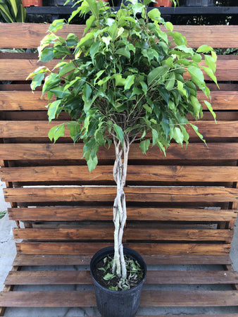 Ficus, 10in, Benjamina Braid - Floral Acres Greenhouse & Garden Centre