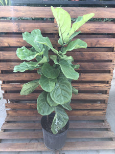 Ficus, 10in, Lyrata Standard - Floral Acres Greenhouse & Garden Centre
