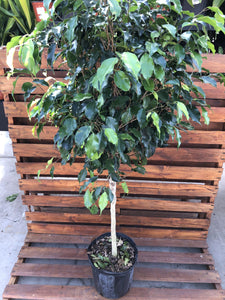 Ficus, 10in, Midnight Standard - Floral Acres Greenhouse & Garden Centre
