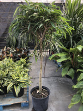 Load image into Gallery viewer, Ficus, 14in, Alli Standard - Floral Acres Greenhouse &amp; Garden Centre
