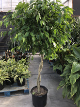 Load image into Gallery viewer, Ficus, 14in, Nuda Braid - Floral Acres Greenhouse &amp; Garden Centre
