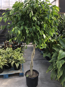 Ficus, 14in, Nuda Braid - Floral Acres Greenhouse & Garden Centre