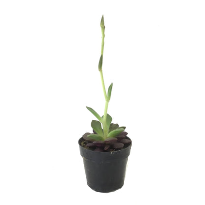 Succulent, 2in, Sand Rose - Floral Acres Greenhouse & Garden Centre