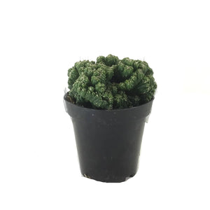 Cactus, 9cm, Cereus peruvianus 'Curiosity Plant' - Floral Acres Greenhouse & Garden Centre