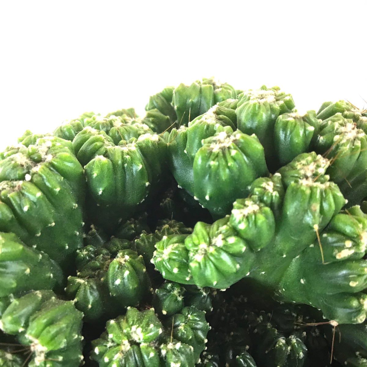 Cactus, 9cm, Cereus peruvianus 'Curiosity Plant' - Floral Acres Greenhouse & Garden Centre