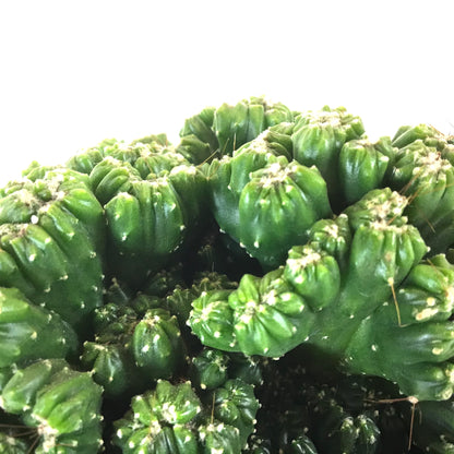 Cactus, 9cm, Cereus peruvianus 'Curiosity Plant' - Floral Acres Greenhouse & Garden Centre
