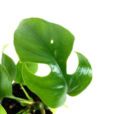 Rhaphidophora, 4in, Tetrasperma/Monstera Minima - Floral Acres Greenhouse & Garden Centre