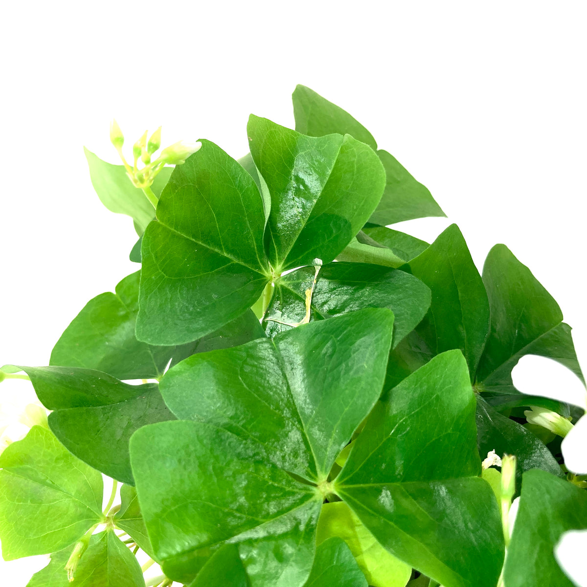 Oxalis, 4in, Green - Floral Acres Greenhouse & Garden Centre