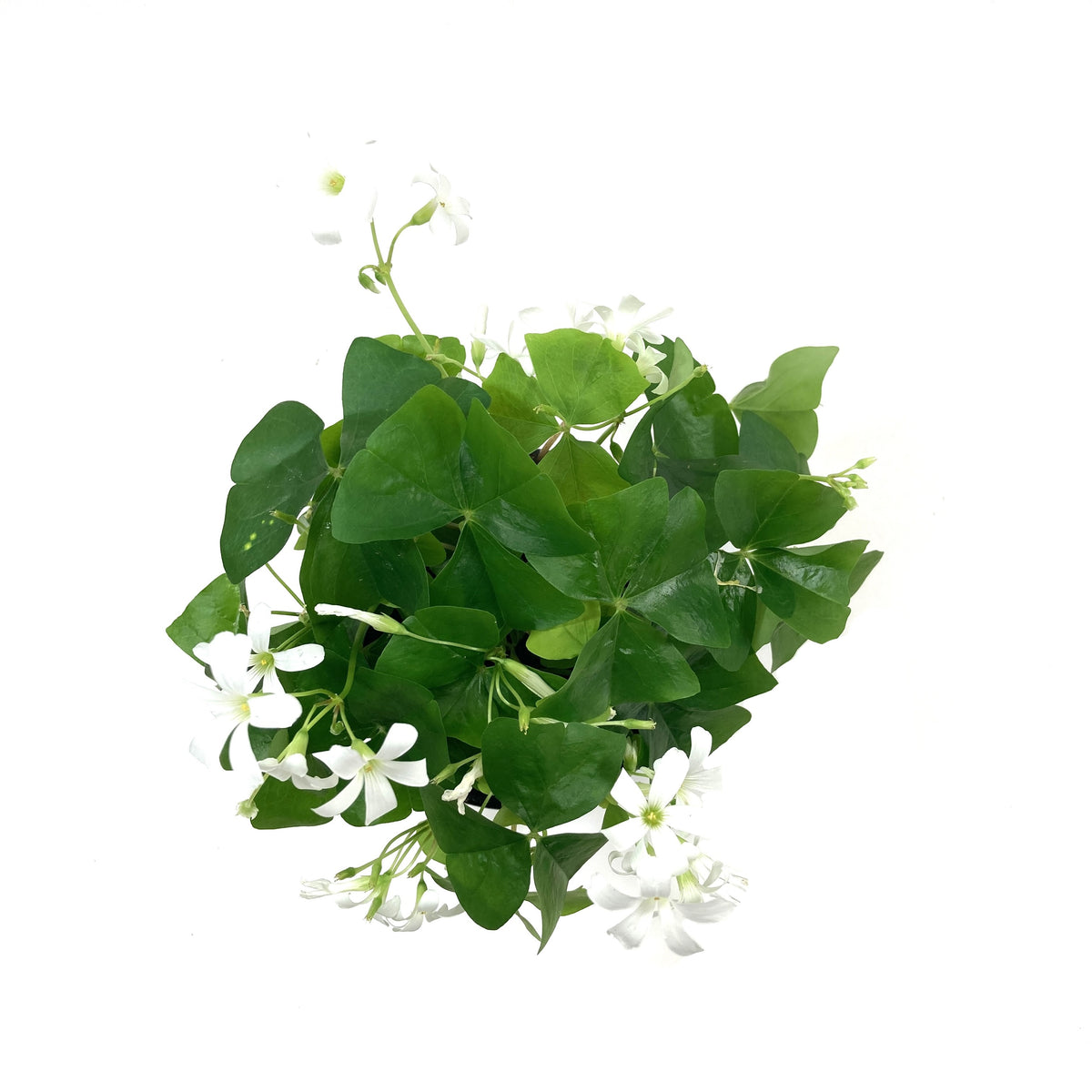 Oxalis, 4in, Green - Floral Acres Greenhouse & Garden Centre