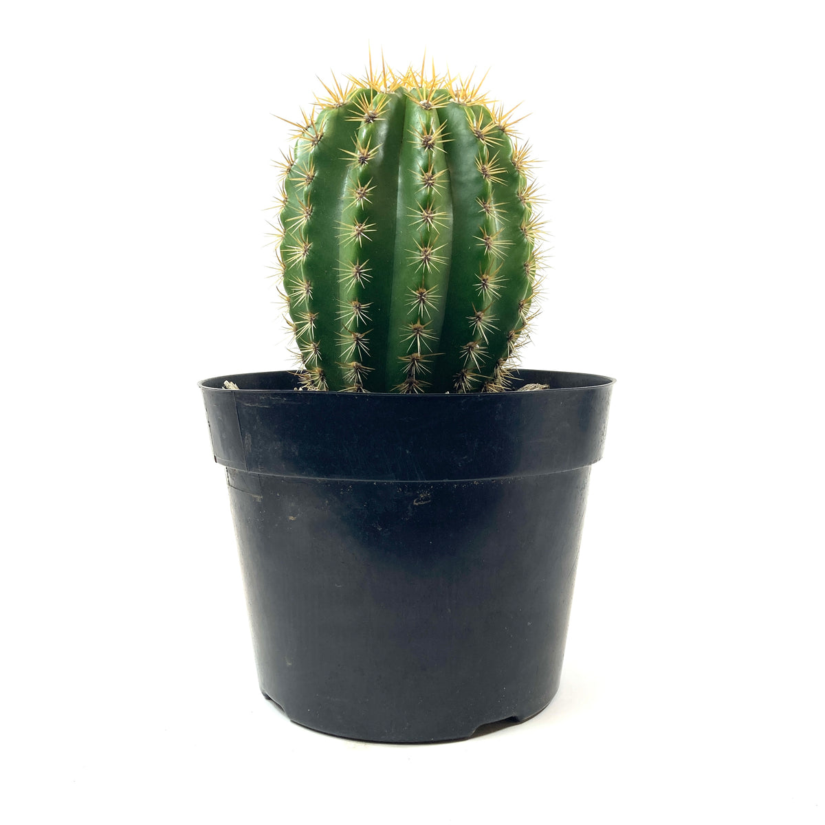 Cactus, 8in, Trichocereus, Sun Goddess - Floral Acres Greenhouse & Garden Centre