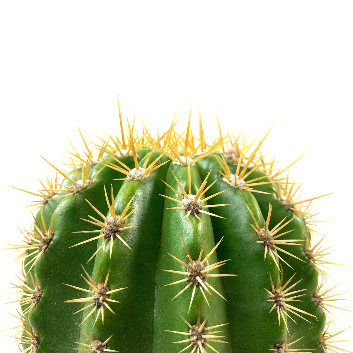 Cactus, 8in, Trichocereus, Sun Goddess - Floral Acres Greenhouse & Garden Centre