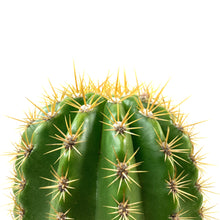 Load image into Gallery viewer, Cactus, 8in, Trichocereus, Sun Goddess - Floral Acres Greenhouse &amp; Garden Centre

