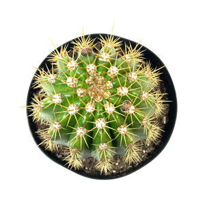 Cactus, 8in, Trichocereus, Sun Goddess - Floral Acres Greenhouse & Garden Centre
