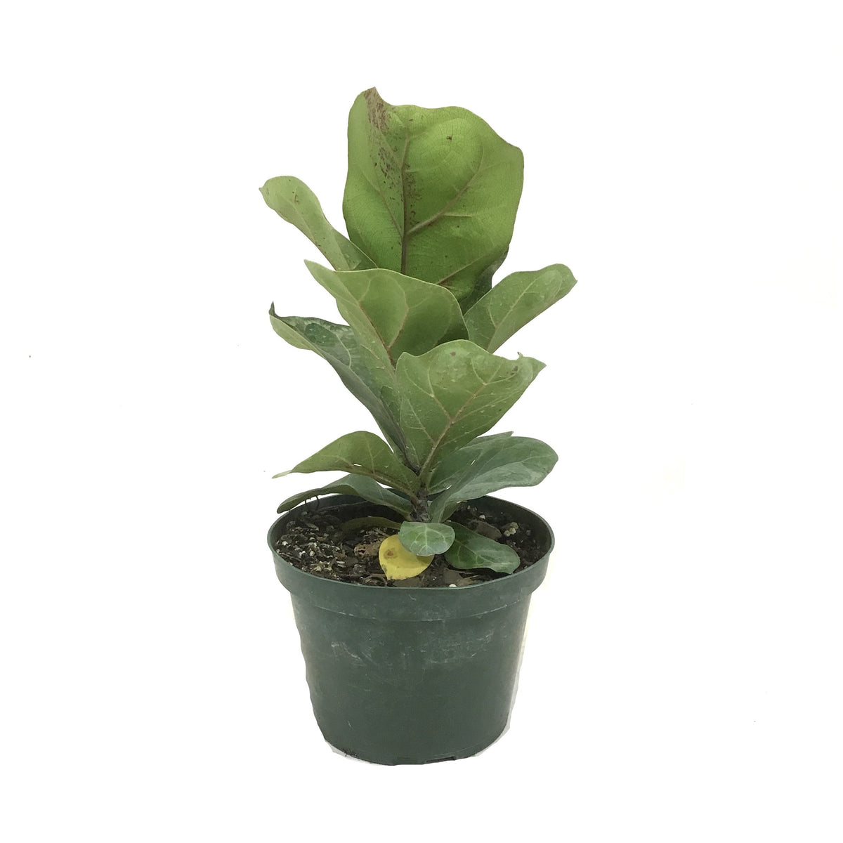 Ficus, 6in, Lyrata Bush