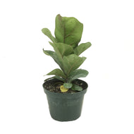 Ficus, 6in, Lyrata Bush