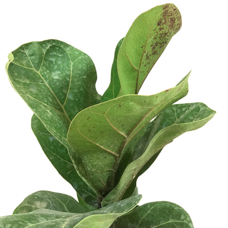 Ficus, 6in, Lyrata Bush