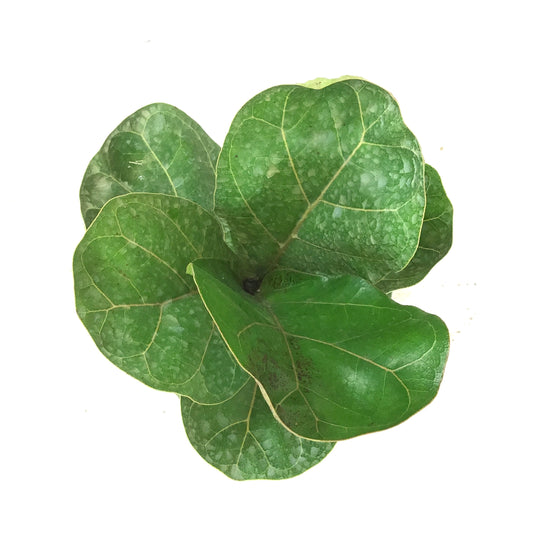 Ficus, 6in, Lyrata Bush
