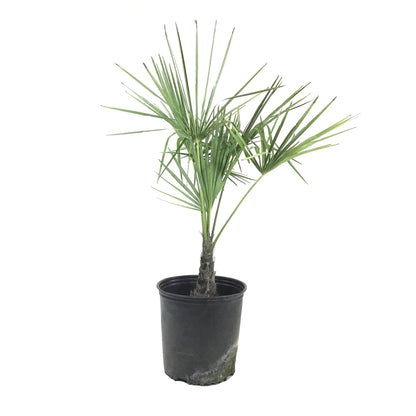 Palm, 10in, Jelly - Floral Acres Greenhouse & Garden Centre