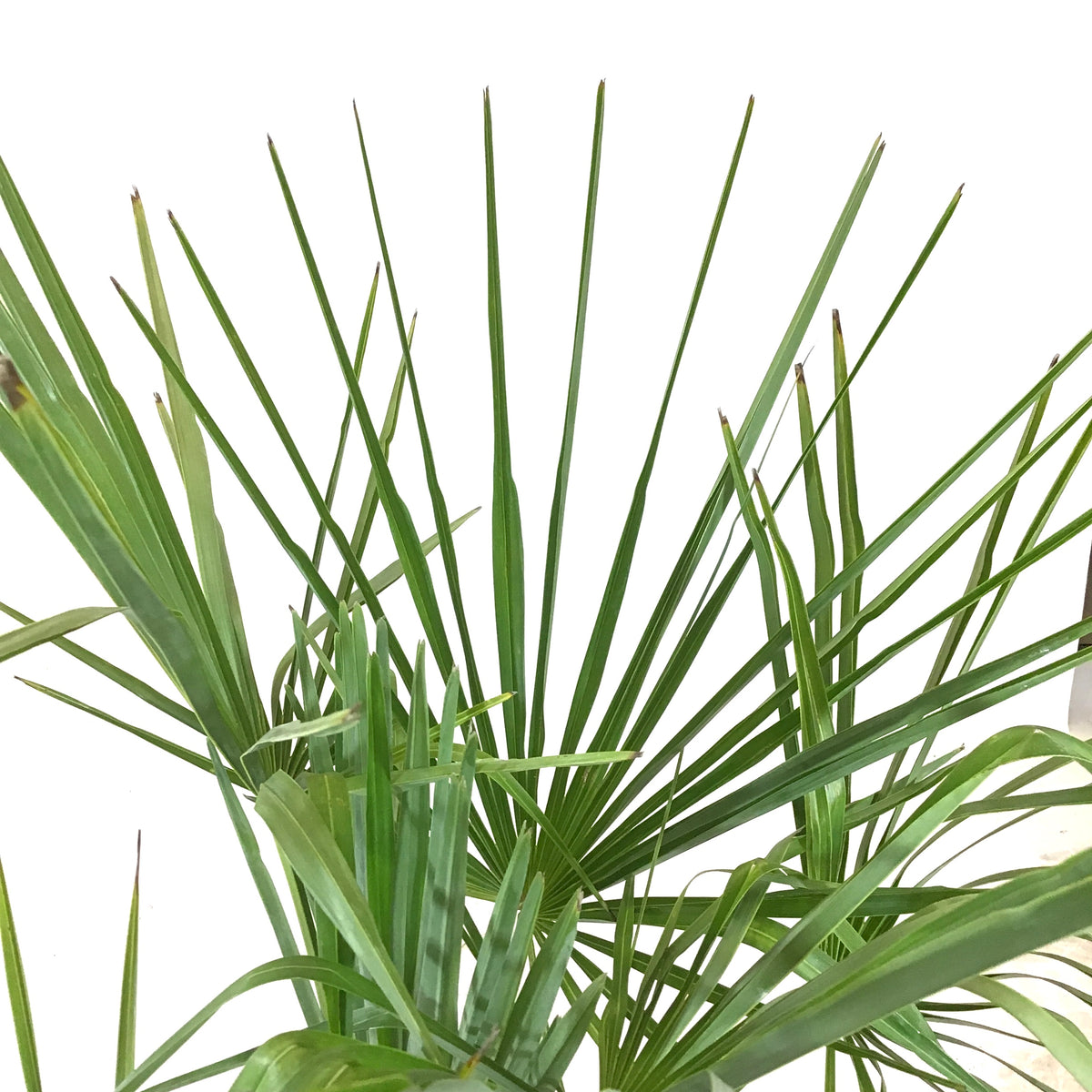 Palm, 10in, Jelly - Floral Acres Greenhouse & Garden Centre