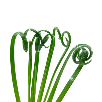 Albuca, 4in, Frizzle Sizzle - Floral Acres Greenhouse & Garden Centre