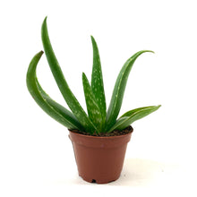Load image into Gallery viewer, Aloe Vera, 2.5in - Floral Acres Greenhouse &amp; Garden Centre
