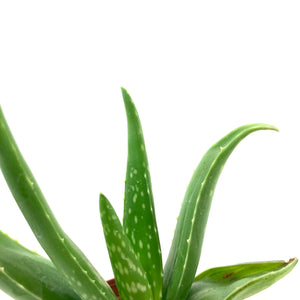Aloe Vera, 2.5in - Floral Acres Greenhouse & Garden Centre