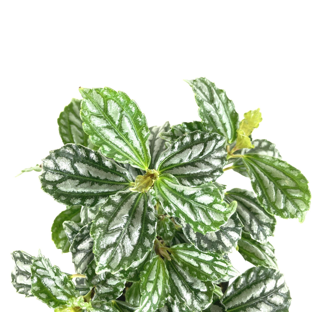 Pilea, 4in, Cadierei Aluminum Plant - Floral Acres Greenhouse & Garden Centre