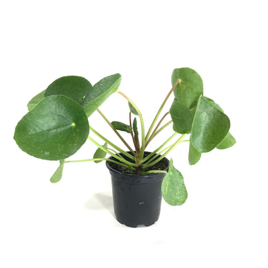 Pilea, 4in, Peperomioides - Floral Acres Greenhouse & Garden Centre