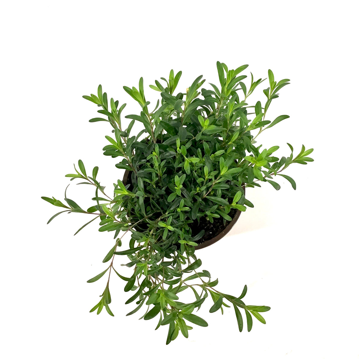 Perennial, 4in, Dianthus/Maiden Pinks - Floral Acres Greenhouse & Garden Centre