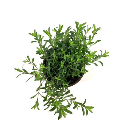 Perennial, 4in, Dianthus/Maiden Pinks - Floral Acres Greenhouse & Garden Centre