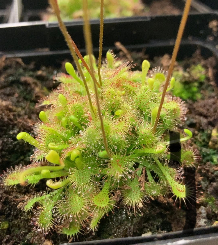 Sundew, 3.5in, Rosette