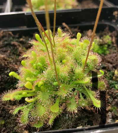 Sundew, 3.5in, Rosette