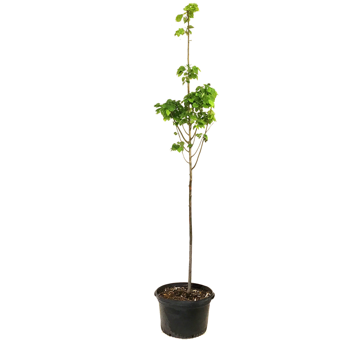 Linden, 7 gal, Greenspire®