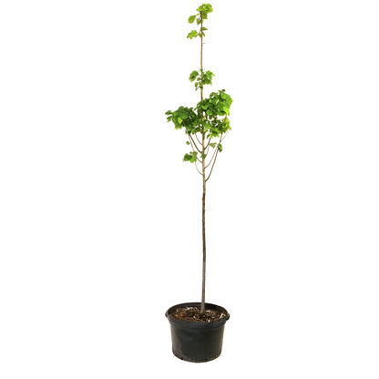 Linden, 7 gal, Greenspire®