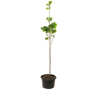 Linden, 7 gal, Greenspire®