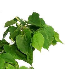 Load image into Gallery viewer, Linden, 7 gal, Greenspire®
