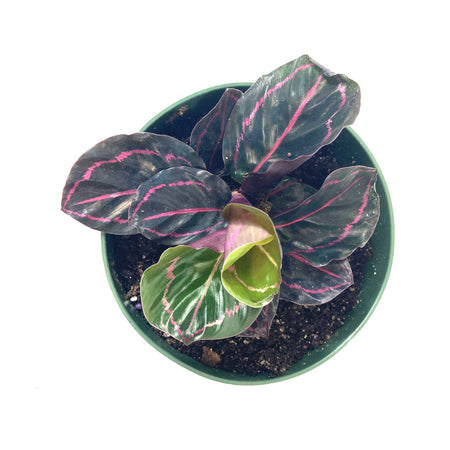 Calathea, 6in, Dottie - Floral Acres Greenhouse & Garden Centre