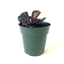 Load image into Gallery viewer, Calathea, 6in, Dottie - Floral Acres Greenhouse &amp; Garden Centre
