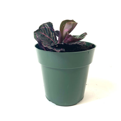 Calathea, 6in, Dottie - Floral Acres Greenhouse & Garden Centre