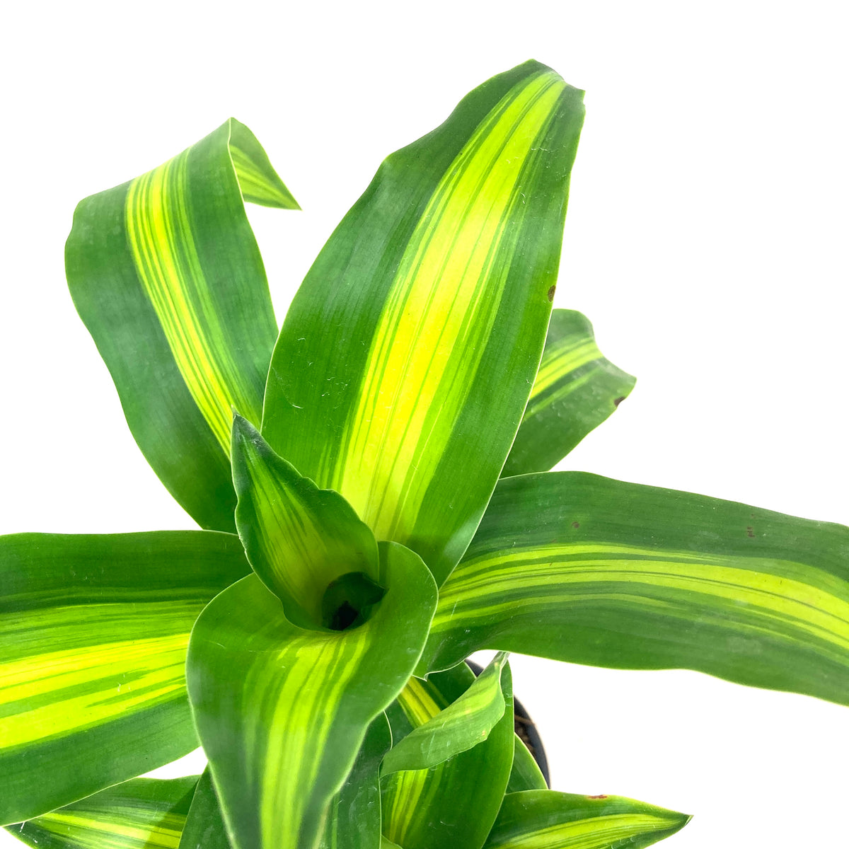 Dracaena, 6in, Mass Cane - Floral Acres Greenhouse & Garden Centre