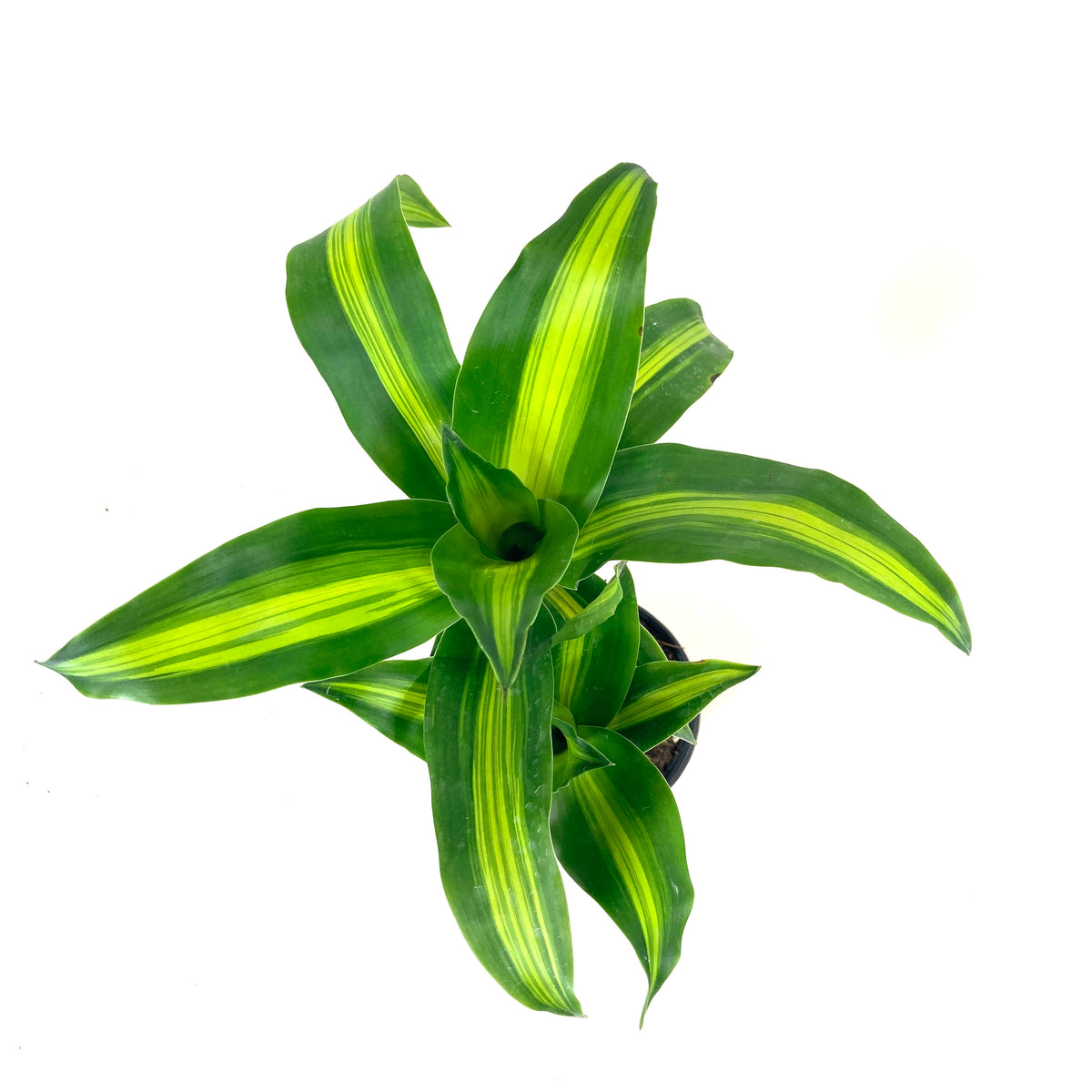 Dracaena, 6in, Mass Cane - Floral Acres Greenhouse & Garden Centre