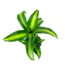 Load image into Gallery viewer, Dracaena, 6in, Mass Cane - Floral Acres Greenhouse &amp; Garden Centre
