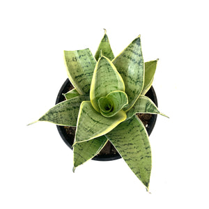 Sansevieria, 6in, Star Power, Silver Star - Floral Acres Greenhouse & Garden Centre