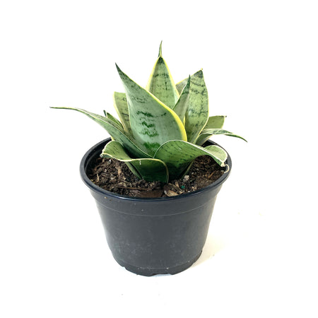 Sansevieria, 6in, Star Power, Silver Star - Floral Acres Greenhouse & Garden Centre